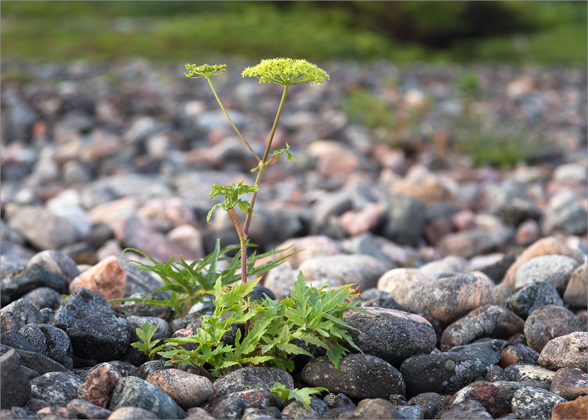 Изображение особи Heracleum sibiricum.