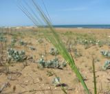 семейство Poaceae. Соцветие. Дагестан, окр. г. Избербаш, побережье Каспийского моря. 13.05.2018.