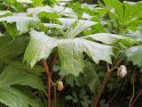 Podophyllum peltatum