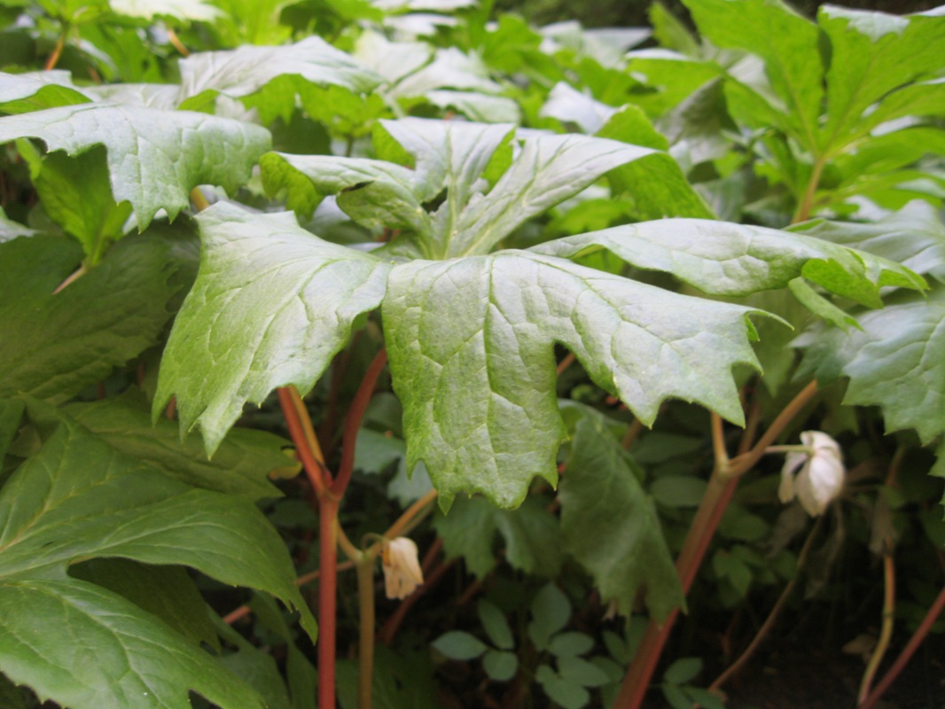 Image of Podophyllum peltatum specimen.