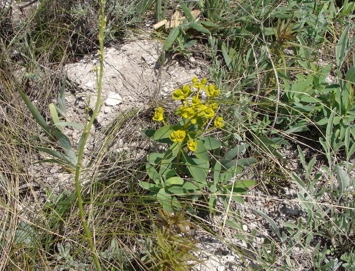 Изображение особи Euphorbia volgensis.