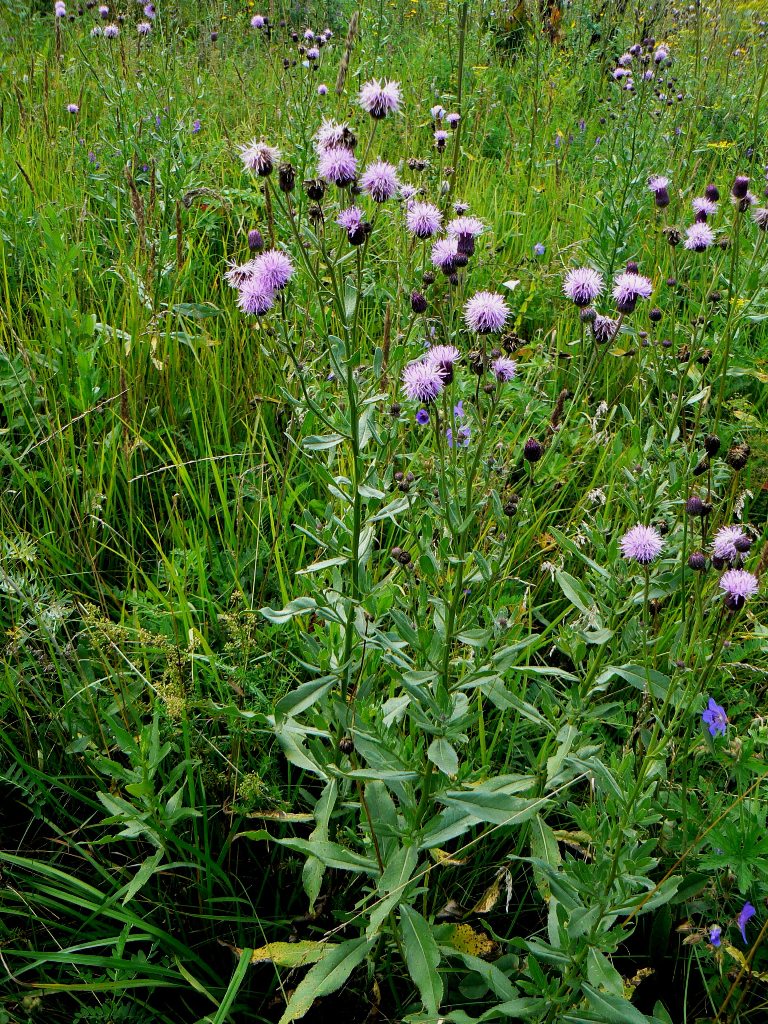 Изображение особи Cirsium setosum.