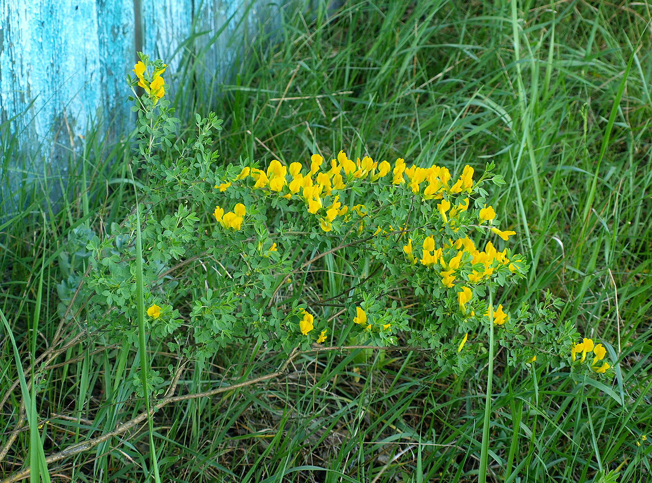 Изображение особи Chamaecytisus ruthenicus.