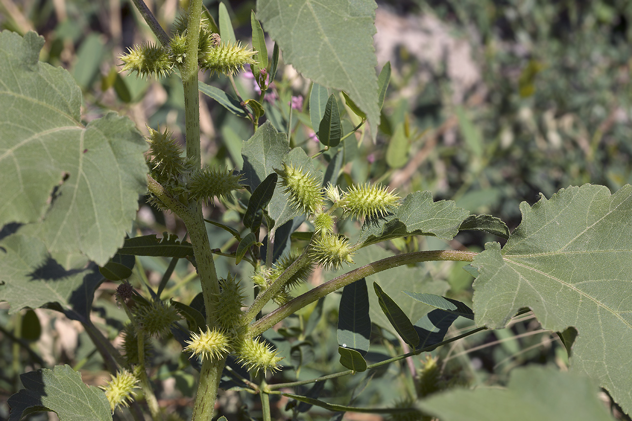 Image of Xanthium orientale specimen.