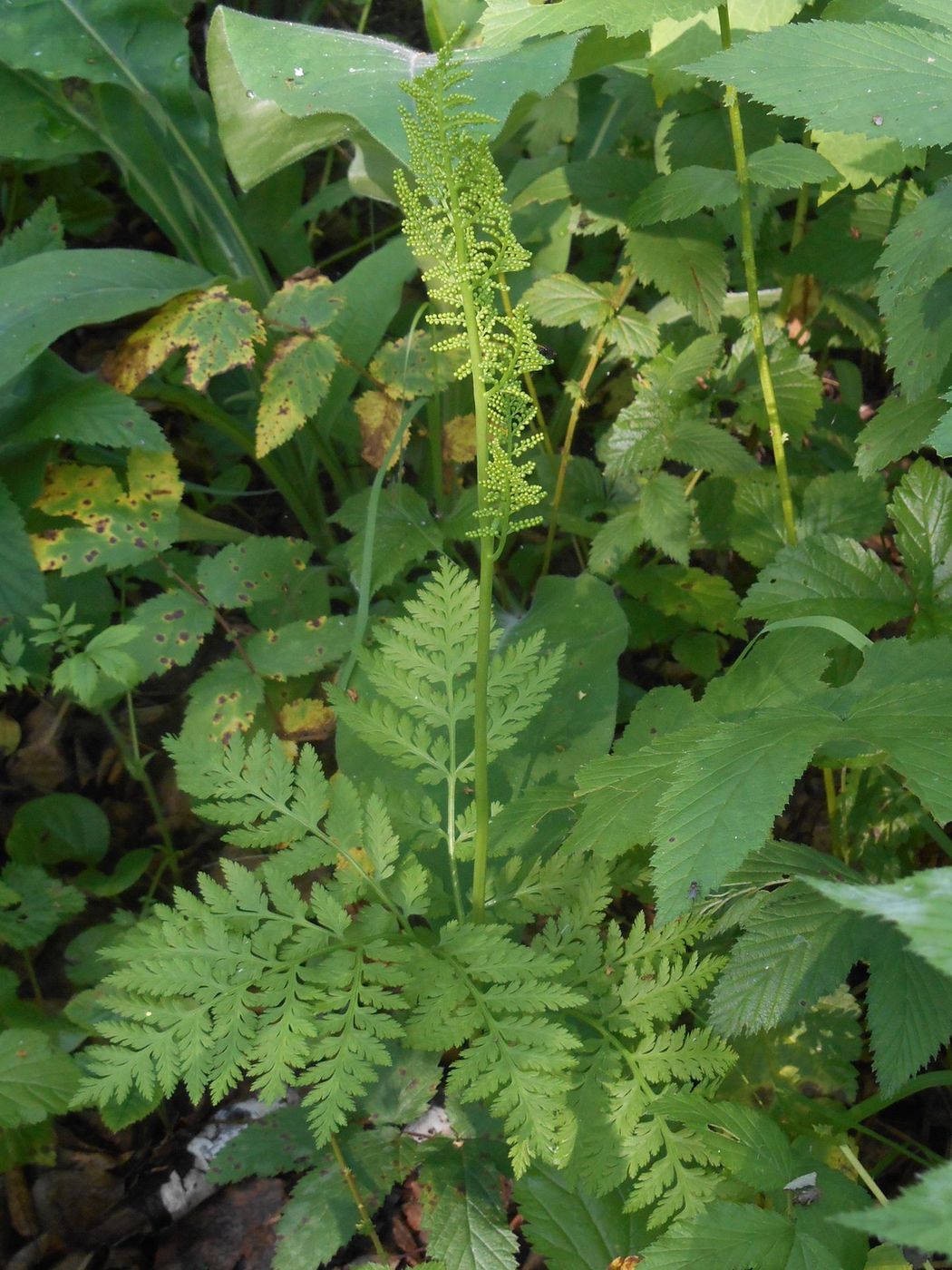 Изображение особи Botrychium virginianum.