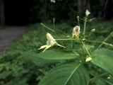 Impatiens parviflora. Соцветие с цветками, бутонами и притаившимися тлями. Калининградская обл., г. Балтийск, Городской парк имени адмирала Головко. 11 августа 2018 г.
