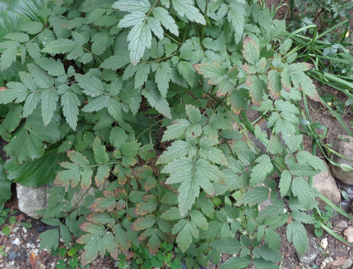 Image of Cimicifuga simplex specimen.