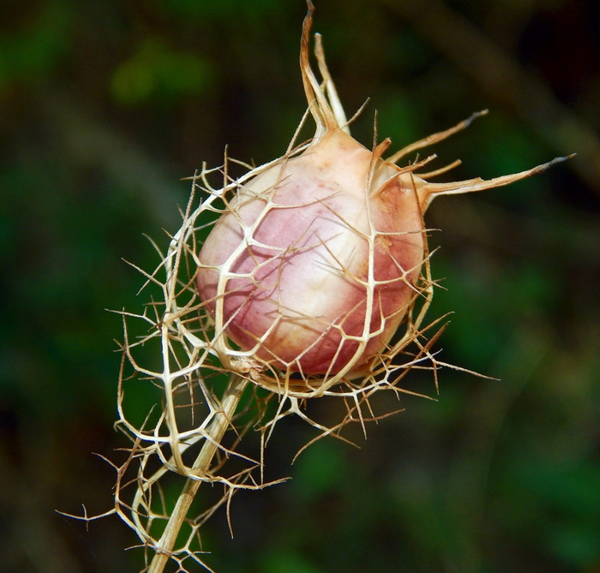 Image of Nigella damascena specimen.