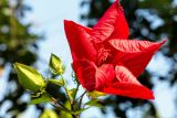Hibiscus coccineus. Цветок. Крым, пос. Партенит, в культуре. 18.09.2018.