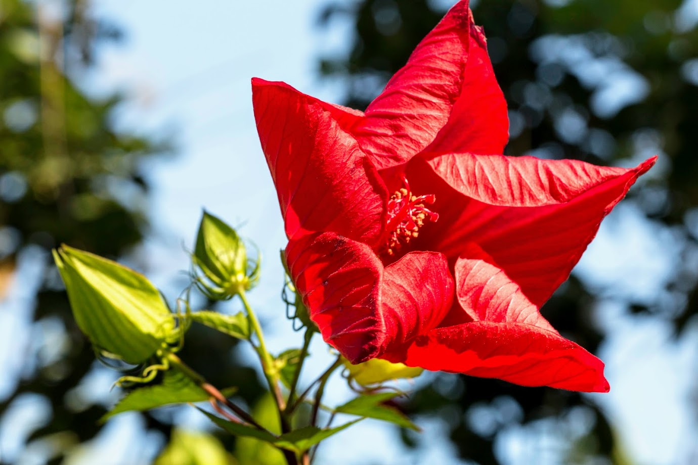 Изображение особи Hibiscus coccineus.