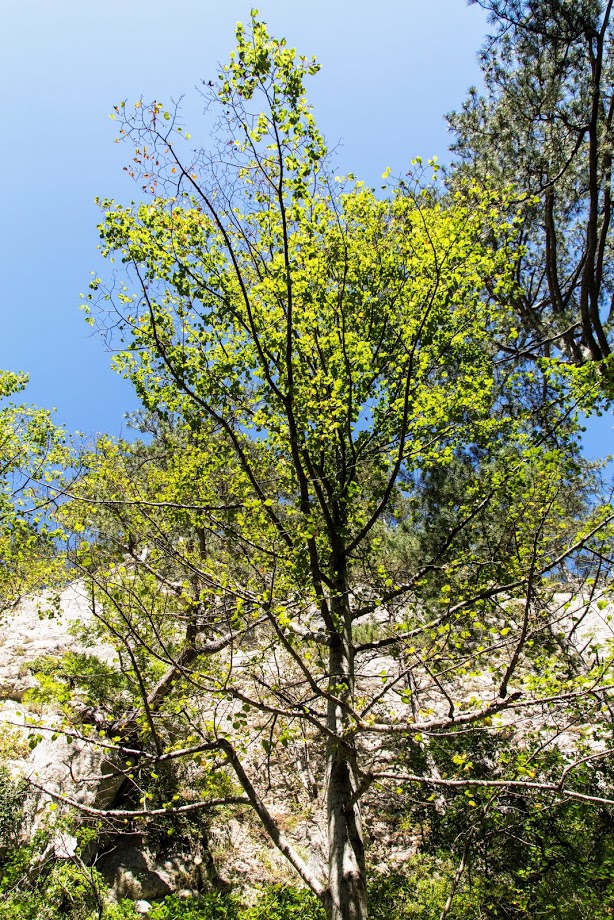 Image of Corylus avellana specimen.