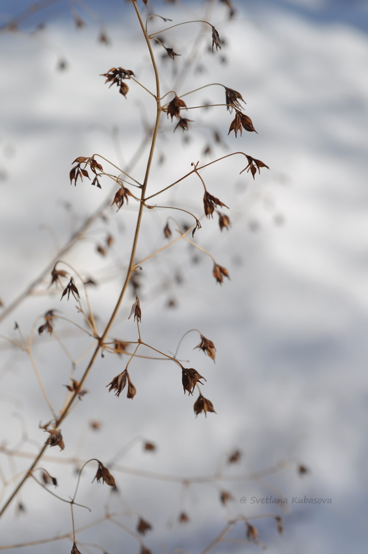 Изображение особи Thalictrum delavayi.