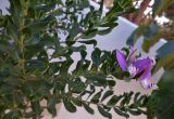 Polygala myrtifolia. Побег с цветками. Кипр, г. Айа-Напа, в озеленении частной территории. 04.10.2018.