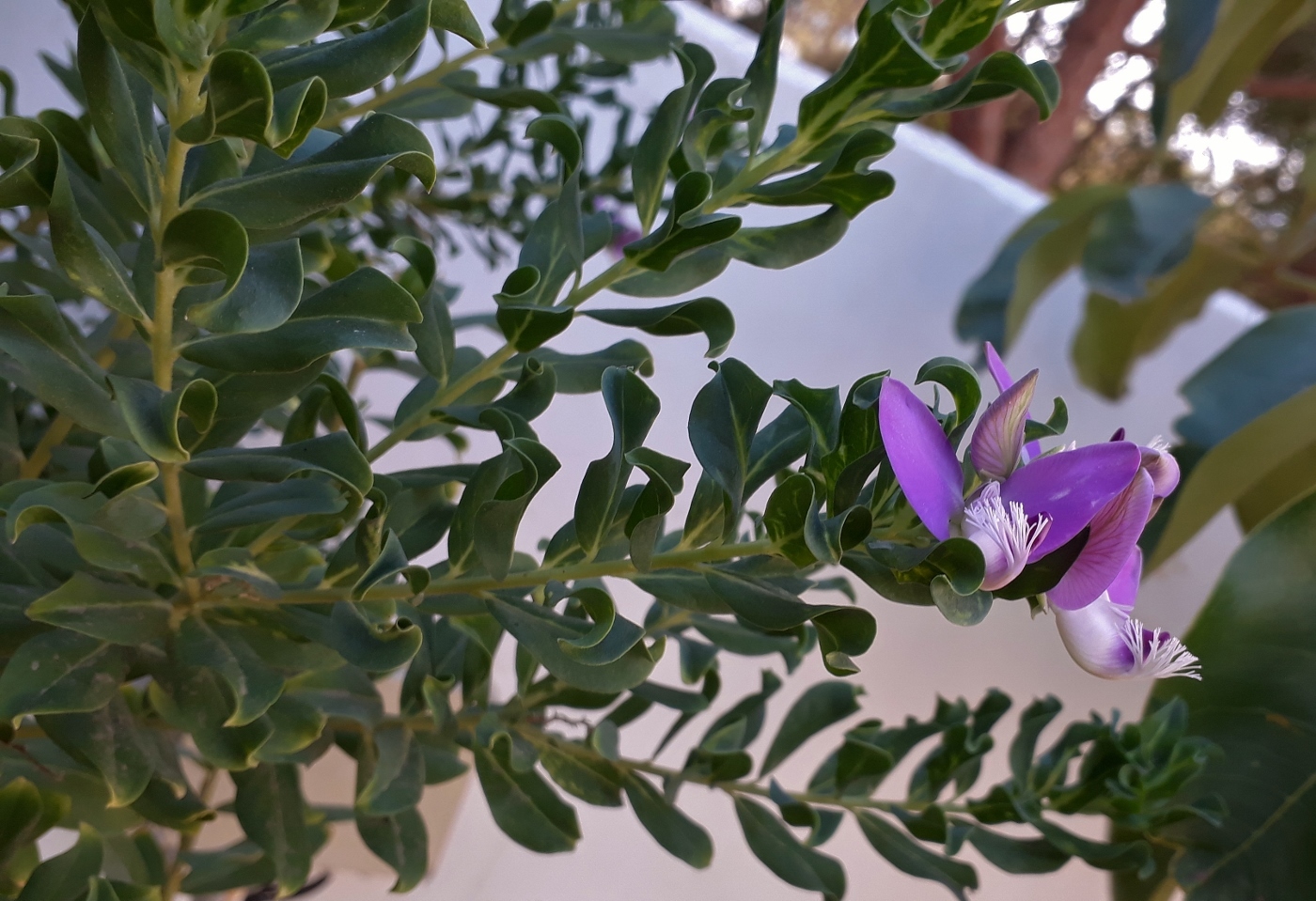 Изображение особи Polygala myrtifolia.