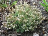 Sedum pallidum