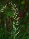 Calamagrostis arundinacea. Соцветие. Московская обл., Раменский р-н, окр. пос. Ильинский, Ильинский лес, в ельнике. 19.07.2018.