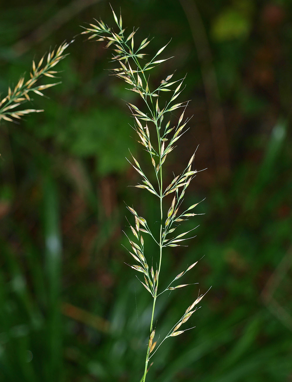 Изображение особи Calamagrostis arundinacea.