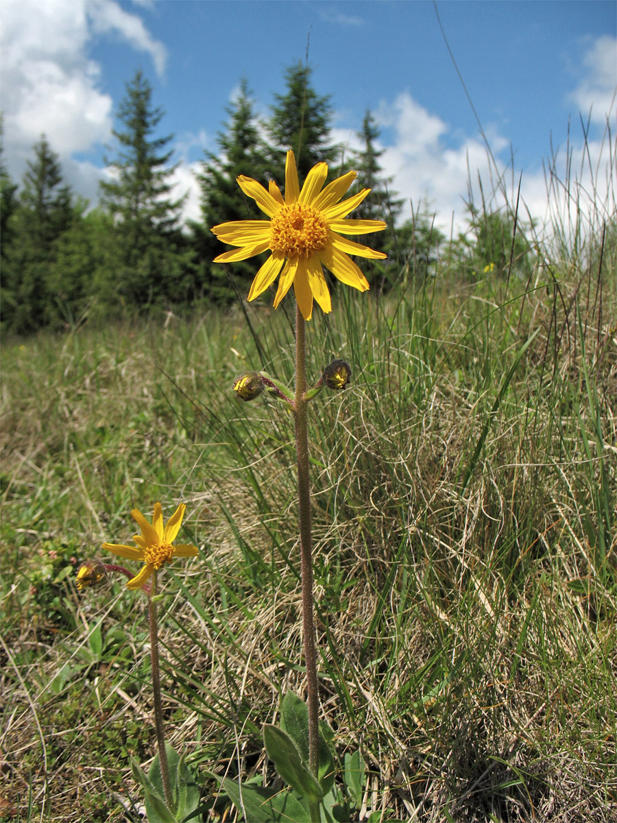 Image of Arnica montana specimen.