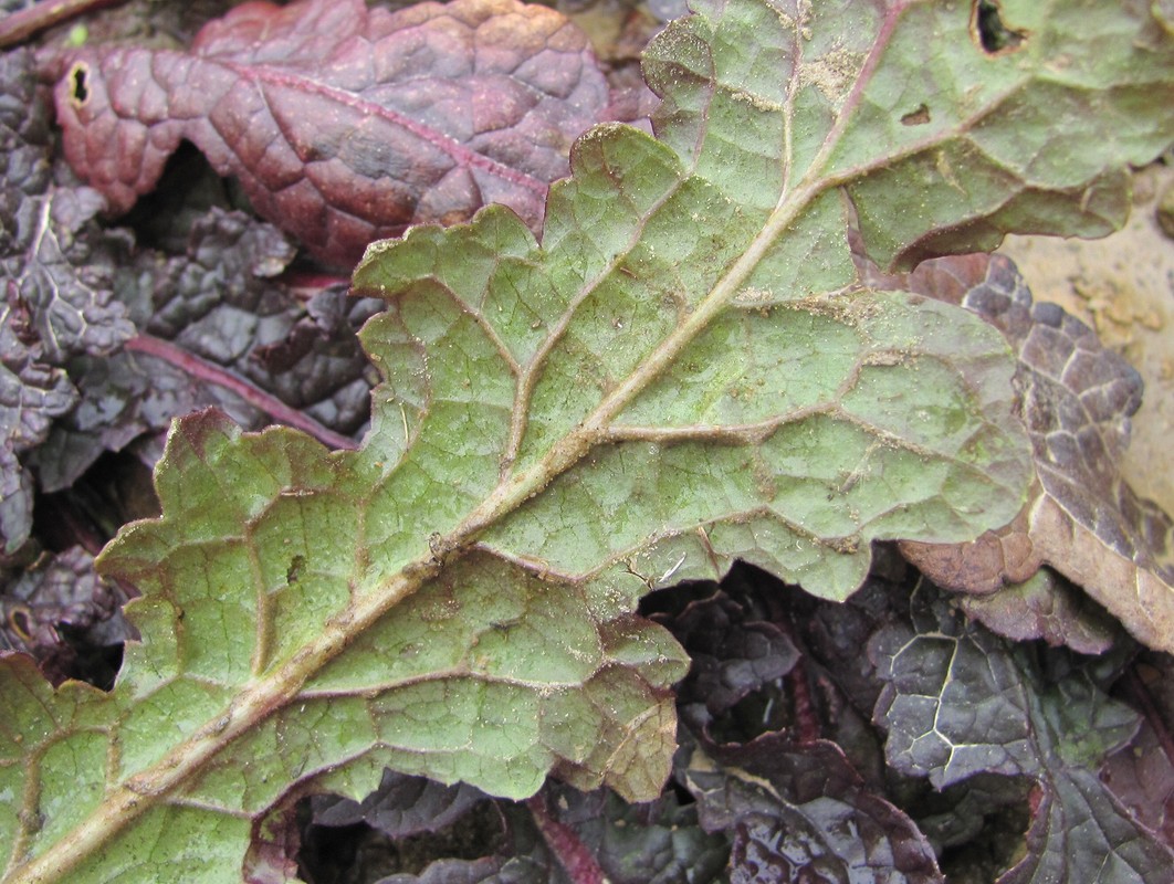 Image of Verbascum blattaria specimen.