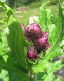 Cirsium sychnosanthum. Верхушка побега с нераспустившимися соцветиями. Краснодарский край, хр. Ачишхо, ок. 1750 м н.у.м., берег р. Ачипсе. 01.08.2016.