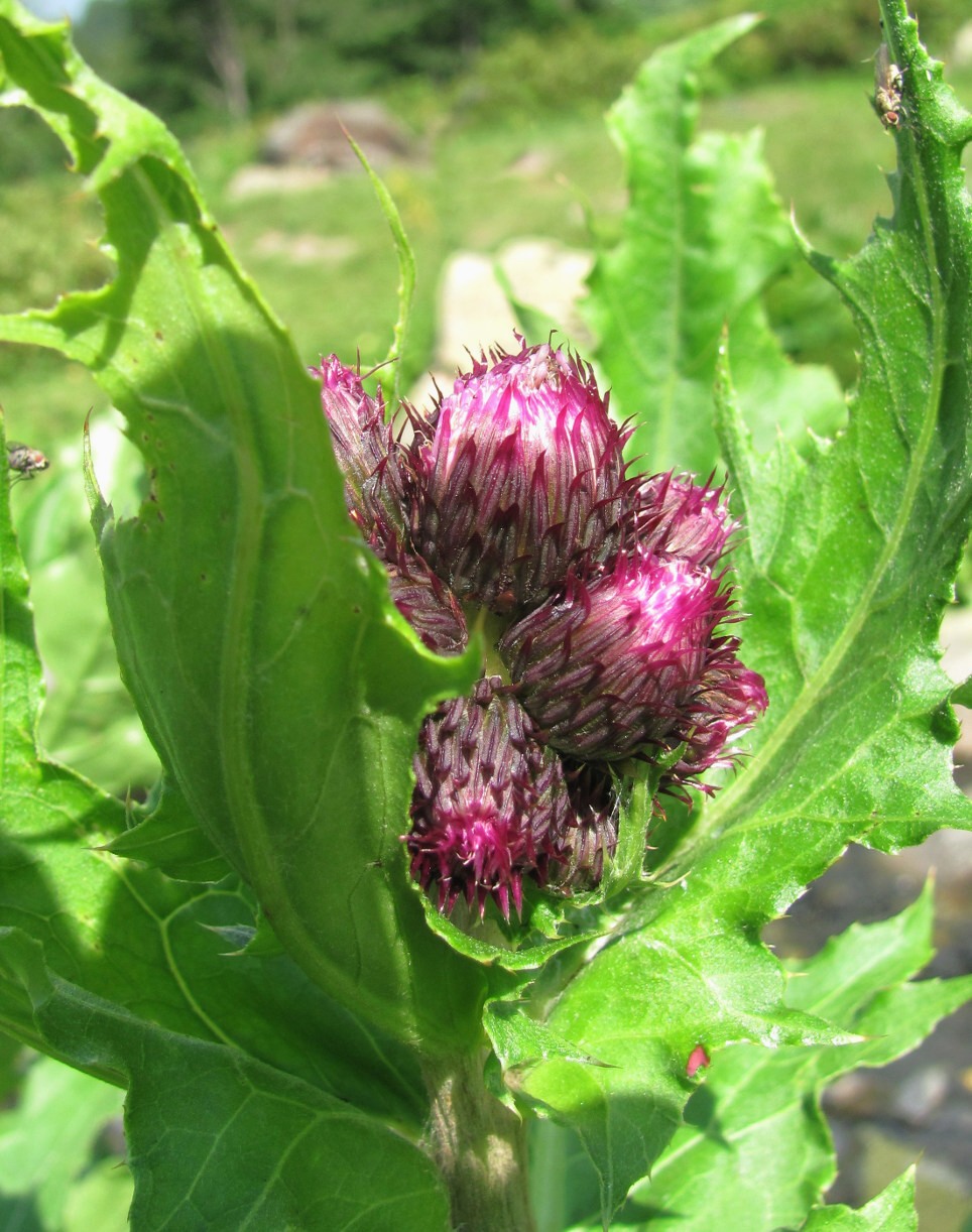 Image of Cirsium sychnosanthum specimen.