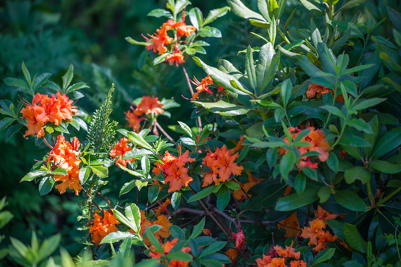 Изображение особи род Rhododendron.