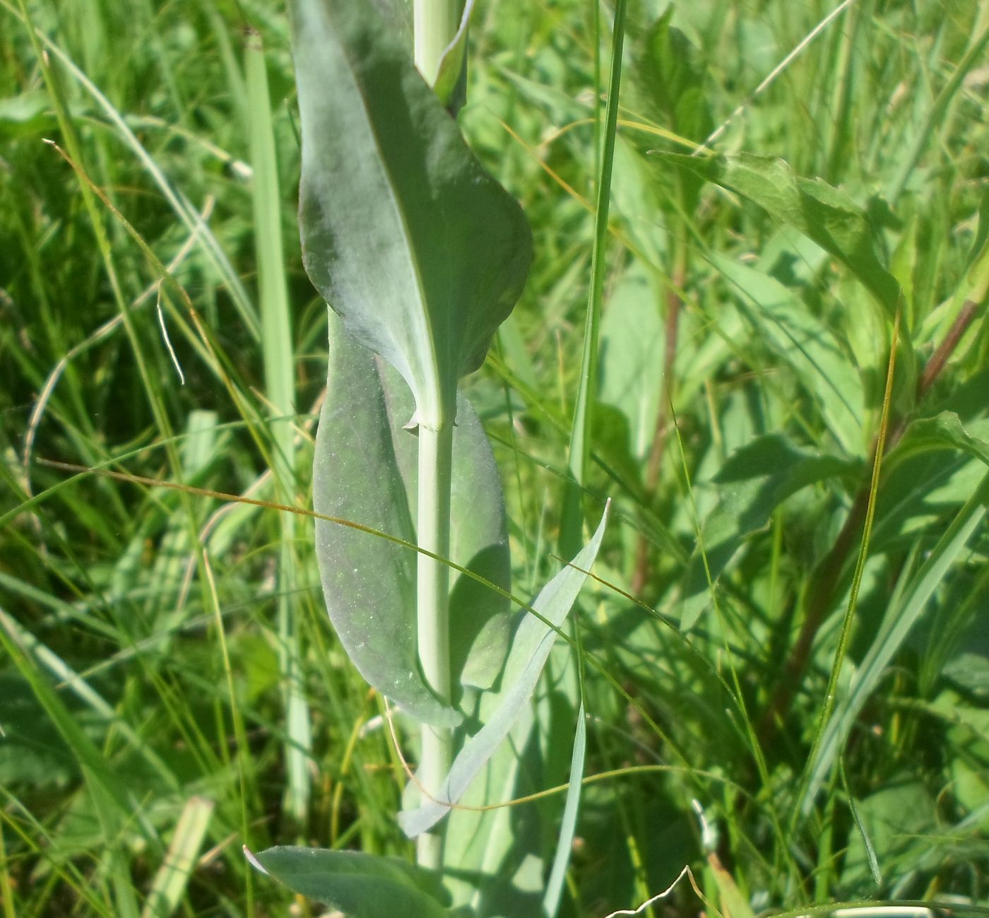 Image of Turritis glabra specimen.