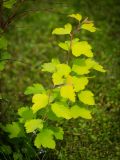 Spiraea × vanhouttei. Молодые побеги ('Gold Fountain'). Кировская обл., г. Киров, Ботанический сад Вятского государственного университета, в культуре. 07.07.2018.