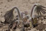 Pulsatilla tatewakii