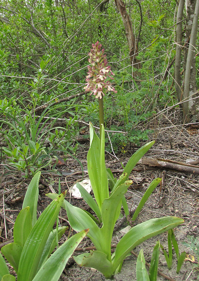 Image of Orchis &times; wulffiana specimen.