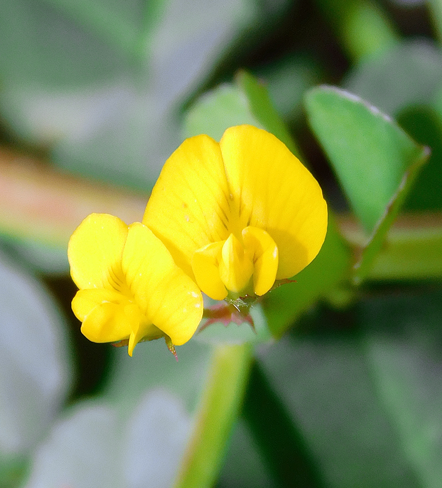 Изображение особи Medicago orbicularis.