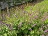 Salvia verticillata. Цветущие растения. Украина, Закарпатская обл., Тячевский р-н, с. Усть-Черная, берег Черного потока. 30.06.2010.