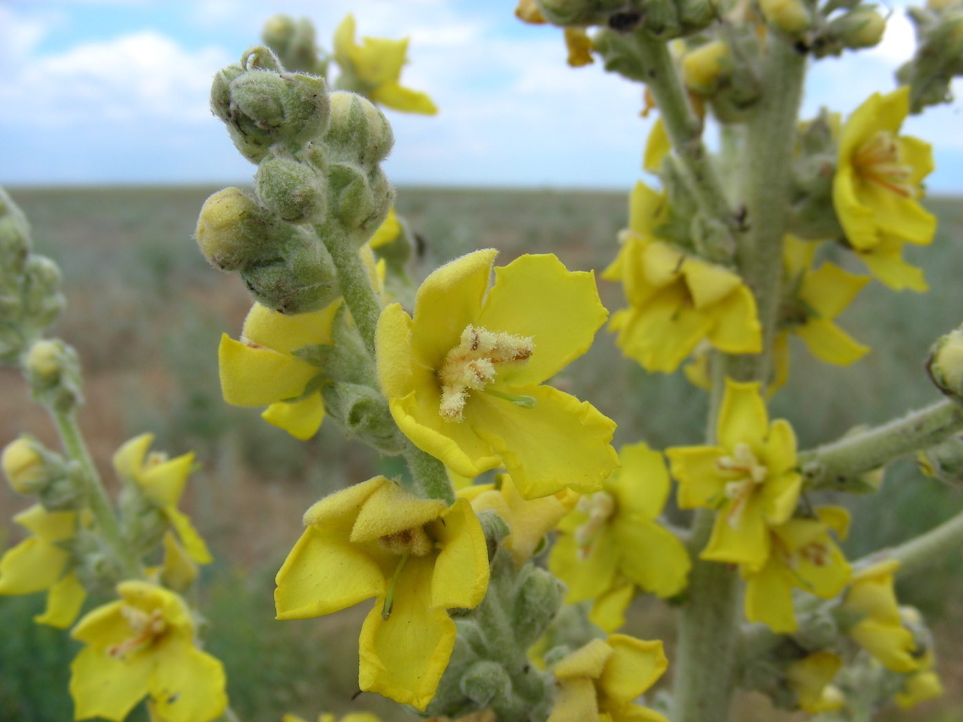 Изображение особи Verbascum songaricum.