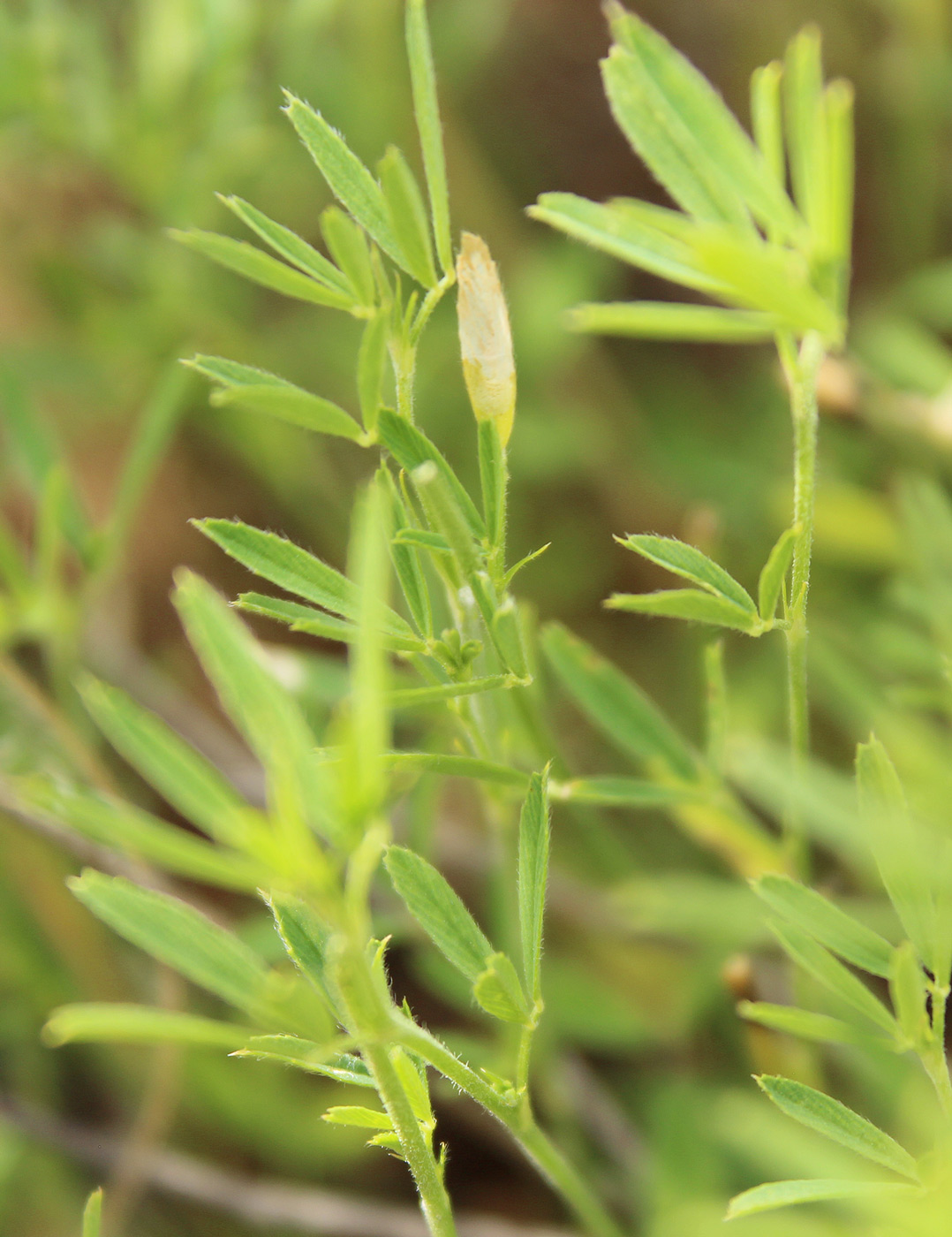 Image of Medicago caerulea specimen.