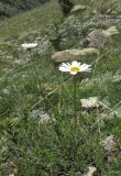 Anthemis fruticulosa