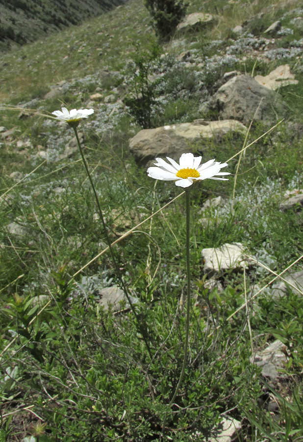 Image of Anthemis fruticulosa specimen.