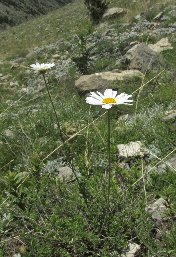 Изображение особи Anthemis fruticulosa.