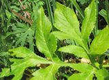Agasyllis latifolia