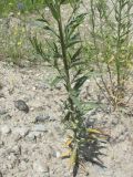 Erysimum brevistylum