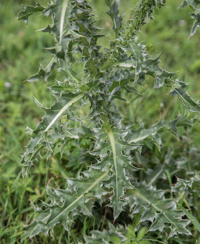 Image of Carduus thoermeri specimen.