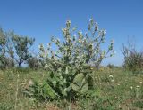 Salvia aethiopis