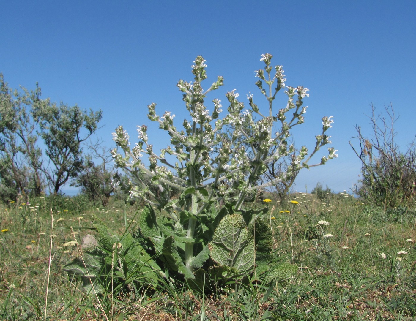 Изображение особи Salvia aethiopis.