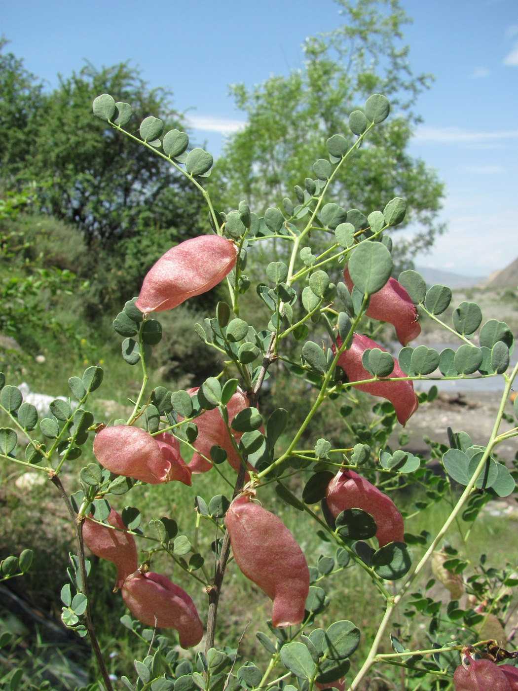 Image of Colutea orientalis specimen.