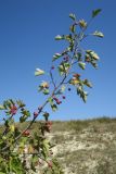 Crataegus monogyna