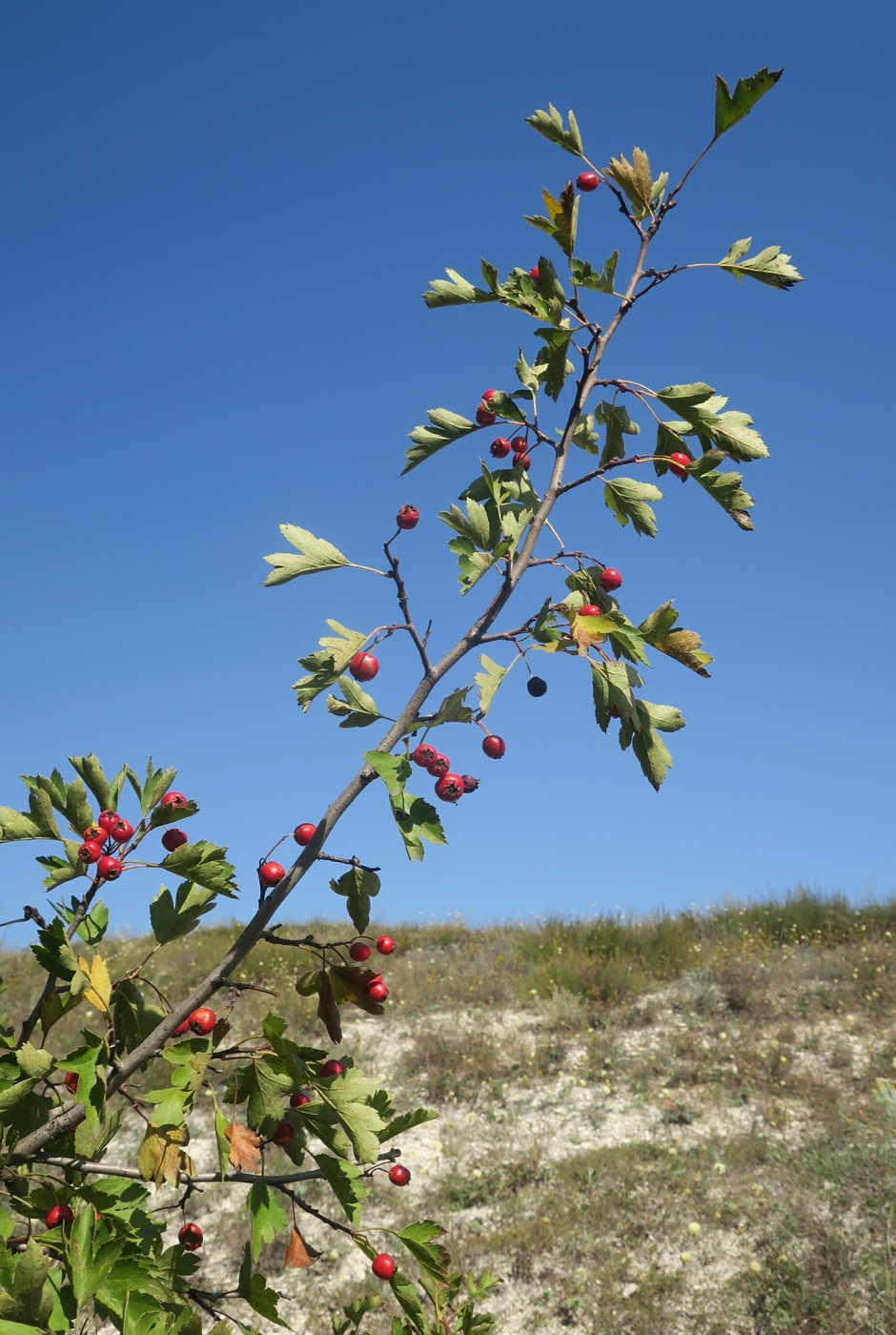 Image of Crataegus monogyna specimen.