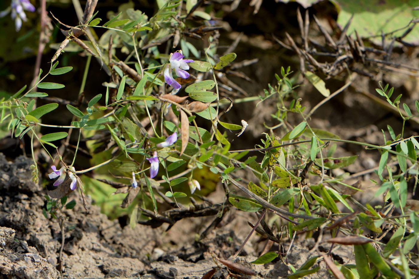 Изображение особи Vicia biennis.