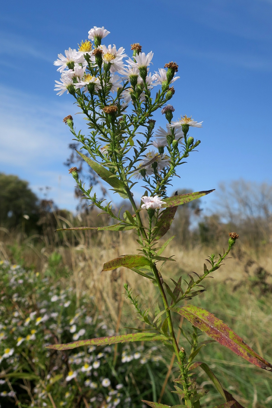 Image of Symphyotrichum &times; versicolor specimen.