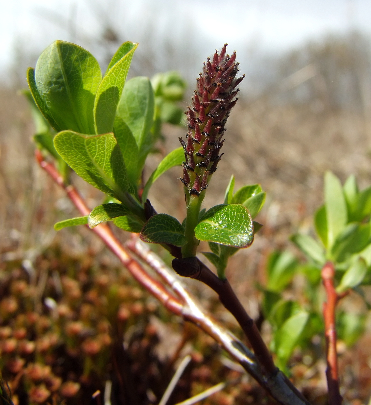 Image of Salix fuscescens specimen.