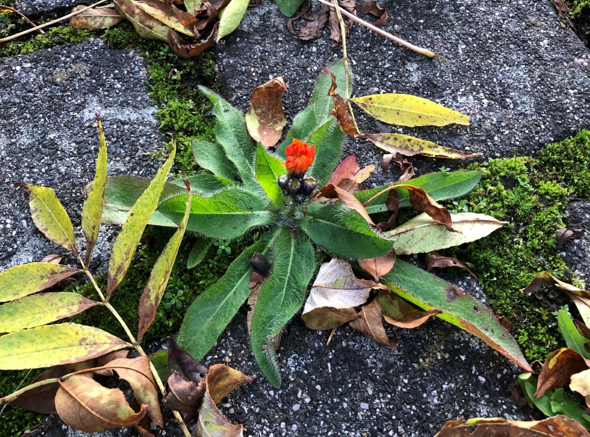 Image of Pilosella aurantiaca specimen.