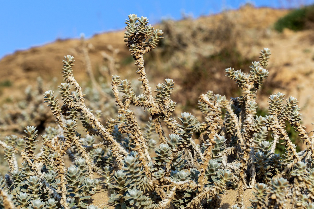 Image of Otanthus maritimus specimen.